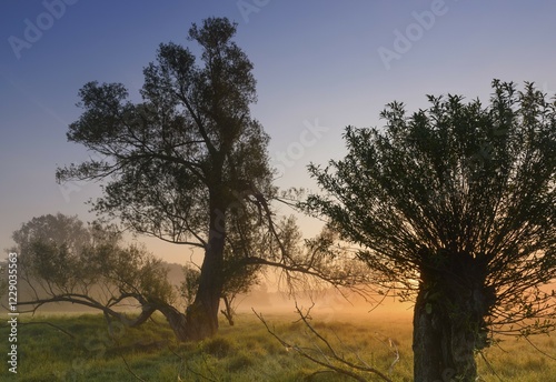 Willows (Salix) at sunrise, Aggeraue, Wahner Heide, North Rhine-Westphalia, Germany, Europe photo