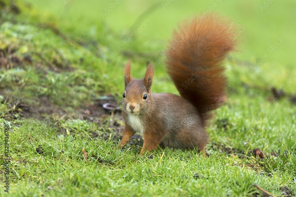 Eurasian red squirrel (Sciurus vulgaris) in meadow, Germany, Europe