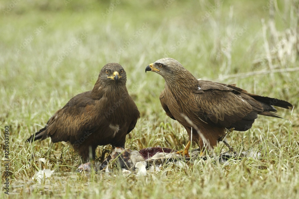 Fototapeta premium Hybrid Milan female, hybrid of red kite (Milvus milvus) and black kite (Milvus migrans) left, and red kite male (Milvus milvus) with prey, Allgäu, Bavaria, Germany, Europe