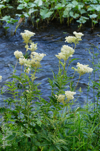 Flowering meadowsweet (Filipendula ulmaria) on the riverbank.