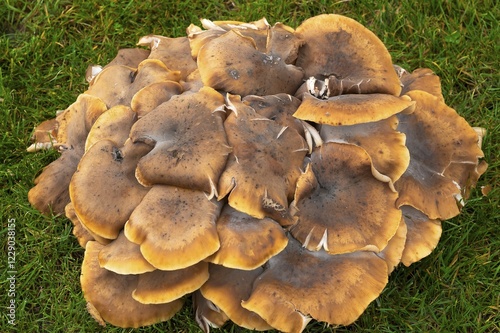 Honey fungus (Armillaria mellea), Franconia, Bavaria, Germany, Europe photo