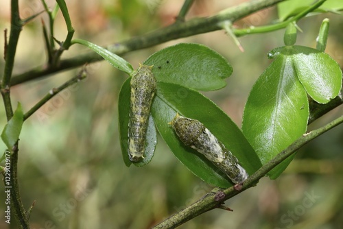 Caterpillars of the scarlet mormon (Papilio rumanzovia), early stage, found in South America photo