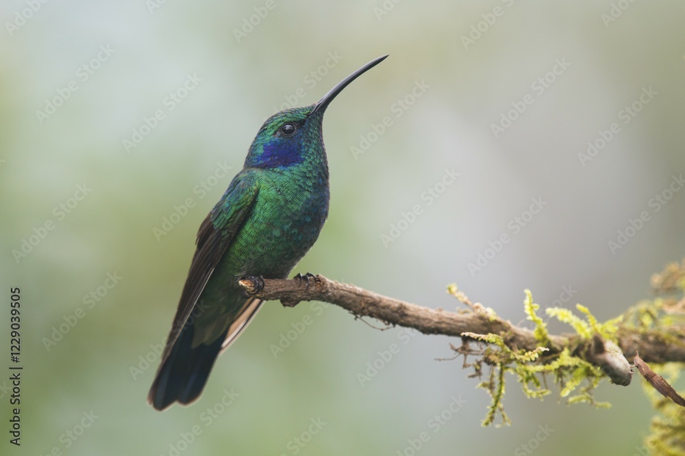 Fototapeta premium Green violetear (Colibri coruscans) sitting on branch, Los Quetzales National Park, Costa Rica, Central America