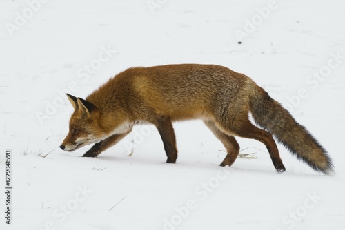 Red fox (Vulpes vulpes) runs in the snow, North Holland, Netherlands