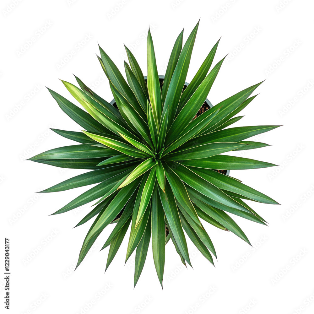 view of a Yucca plant, presented as a graphic design on alpha, transparent background png view of a Yucca plant, presented as a graphic design on alpha, transparent background png