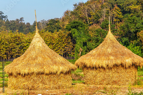 Haystacks in a field, Chinag Rai, Thailand photo