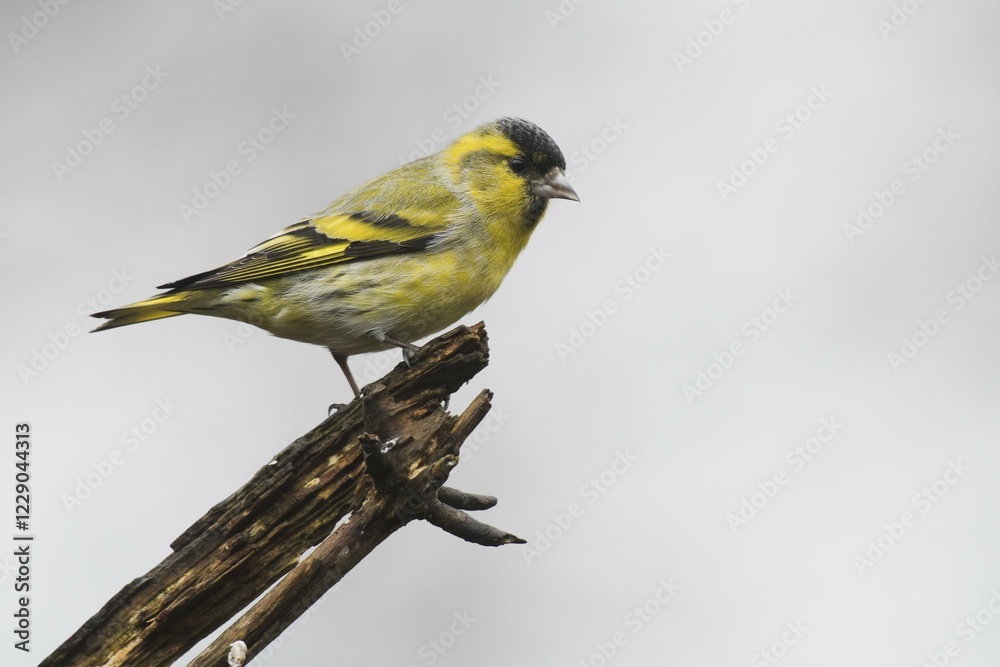 Obraz premium Eurasian siskin (Carduelis spinus), male, sitting on deadwood, Emsland, Lower Saxony, Germany, Europe