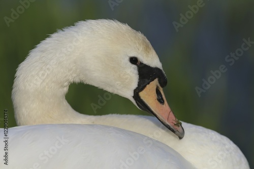 Fototapeta Naklejka Na Ścianę i Meble -  Young mute swan (Cygnus olor), Kemnade, North Rhine-Westphalia, Germany, Europe
