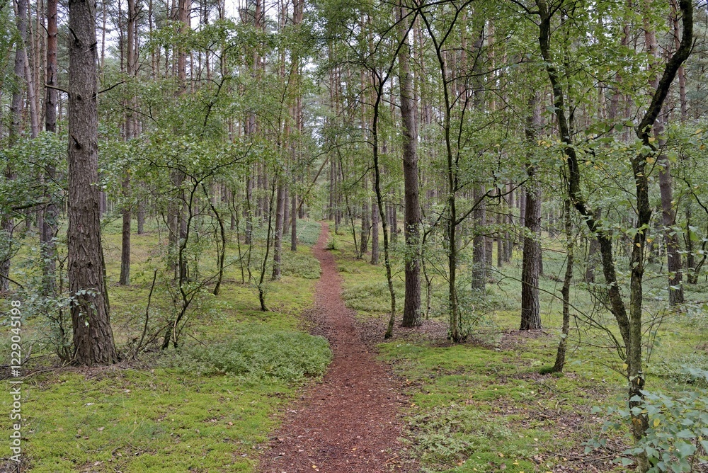 Obraz premium Hiking trail leads through a coniferous forest, pines (Pinus), Südheide nature park Park, Lüneburg Heath, Lower Saxony, Germany, Europe