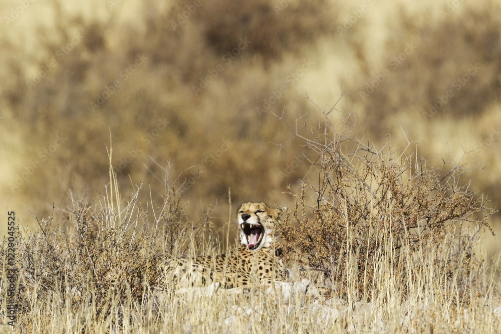 Naklejka premium Cheetah (Acinonyx jubatus), yawning female, hidden in bushes, Kalahari Desert, Kgalagadi Transfrontier Park, South Africa, Africa