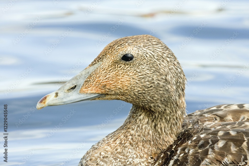 Common Eider (Somateria mollissima), female, Heligoland, Schleswig-Holstein, Germany, Europe