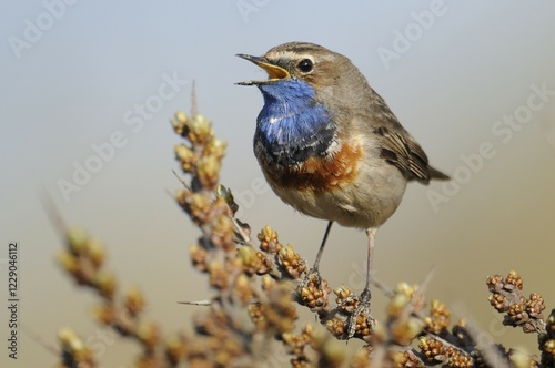 White-spotted Bluethroat (Luscinia svecica cyanecula) photo