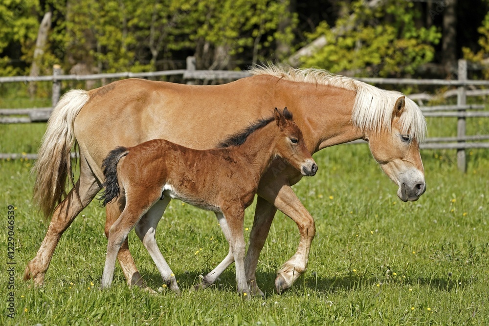 Domestic horsees, mare with foal on the pasture, Germany, Europe Domestic horsees, mare with foal on the pasture, Germany, Europe