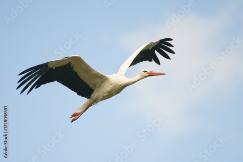 White stork (Ciconia ciconia) in flight, North Rhine-Westphalia, Germany, Europe
