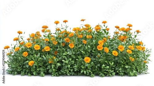 Vibrant orange flowers blooming in green bush, garden decor use photo