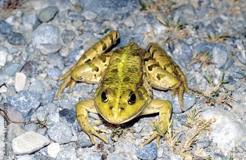 Marsh frog (Rana ridibunda Pallas)