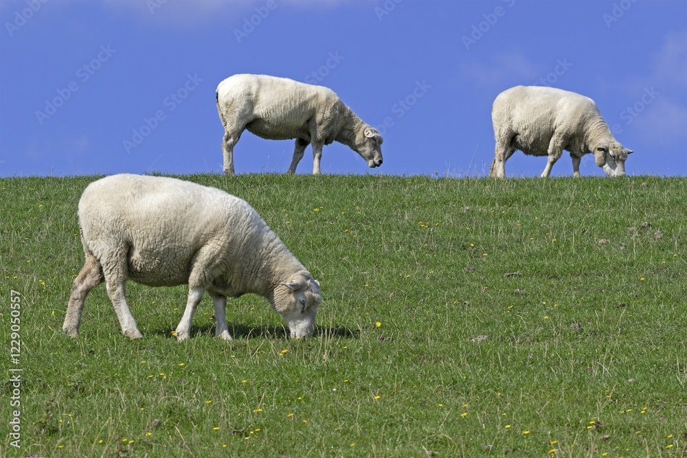Sheep (Ovis aries) at the dike, Westerhever, Schleswig-Holstein, Germany, Europe Sheep (Ovis aries) at the dike, Westerhever, Schleswig-Holstein, Germany, Europe