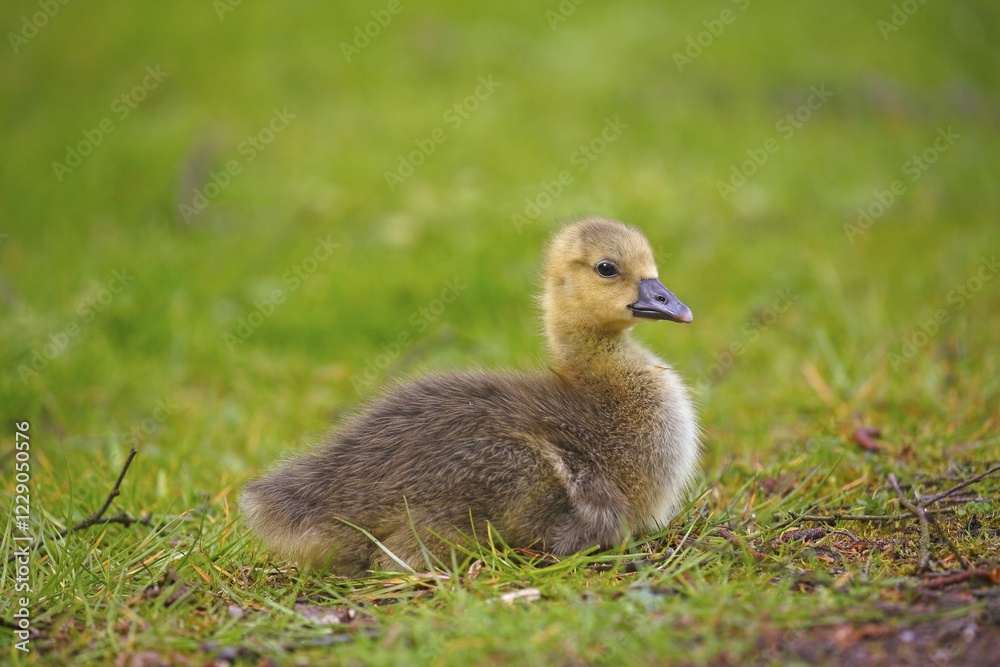 Greylag goose (Anser anser), chick sitting in meadow, Schleswig-Holstein, Germany, Europe Greylag goose (Anser anser), chick sitting in meadow, Schleswig-Holstein, Germany, Europe
