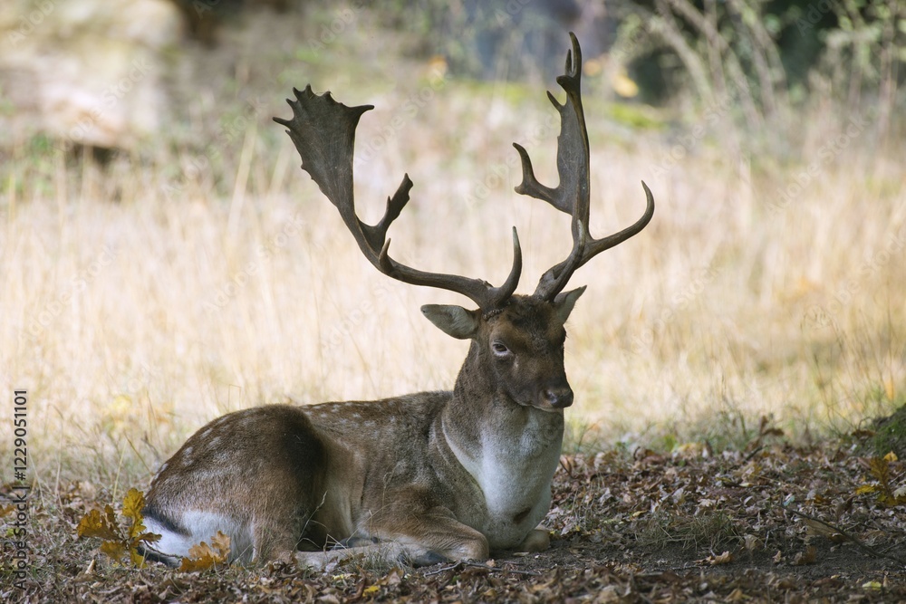 Fototapeta premium Fallow deer (Dama dama), buck lying in dry grass, captive, Lower Saxony, Germany, Europe