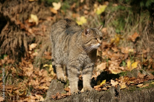 Wildcat (Felis silvestris) photo