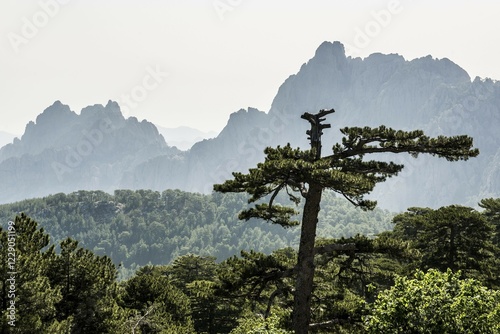 Mountain massif with rocky peaks and pines, Col de Bavella, Bavella massif, Corsica, France, Europe photo