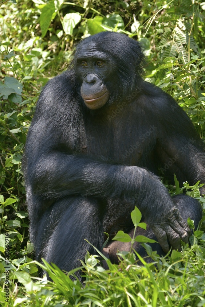 Bonobo (Pan paniscus), Lola ya Bonobo Sanctuary, Kimwenza, Mont Ngafula, Kinshasa, Democratic Republic of the Congo Bonobo (Pan paniscus), Lola ya Bonobo Sanctuary, Kimwenza, Mont Ngafula, Kinshasa, Democratic Republic of the Congo