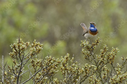 Bluethroat (Luscinia svecica) sitting on a shrub, Texel, West Frisian Islands, North Holland, Netherlands