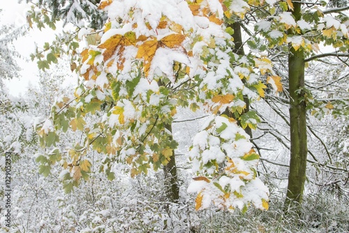 Early onset of winter, maples (Acer sp.) with autumn colours and snow, Hesse, Germany, Europe