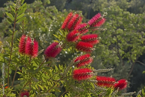 Flowering wallum bottlebrush (Callistemon citrinus), Majorca, Spain, Europe