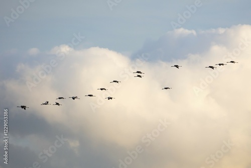 Cranes in flight in front of cloudy skies, National Park Vorpommersche Boddenlandschaft, Fischland-Darß-Zingst, Mecklenburg-Western Pomerania, Germany, Europe photo