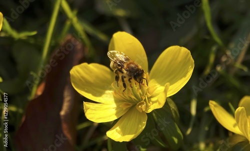 Honey Bee (Apis) on Winter aconite (Eranthis hyemalis), Germany, Europe