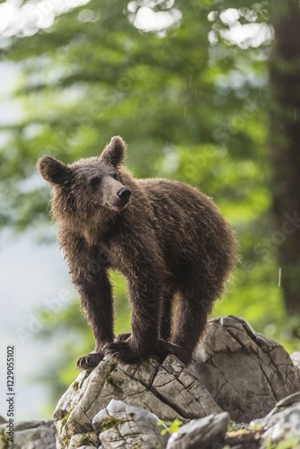 European Brown bear (Ursus arctos), in the forest, young animal, Notranjska region, Slovenia, Europe photo