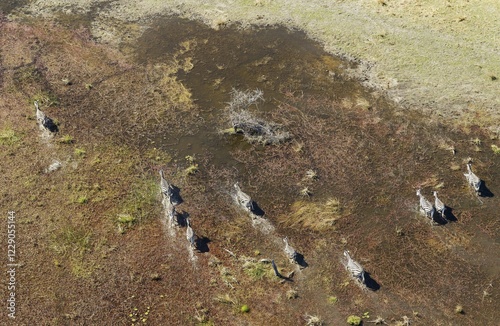 Burchell's Zebras (Equus quagga burchelli), roaming in a freshwater marsh, aerial view, Okavango Delta, Botswana, Africa photo