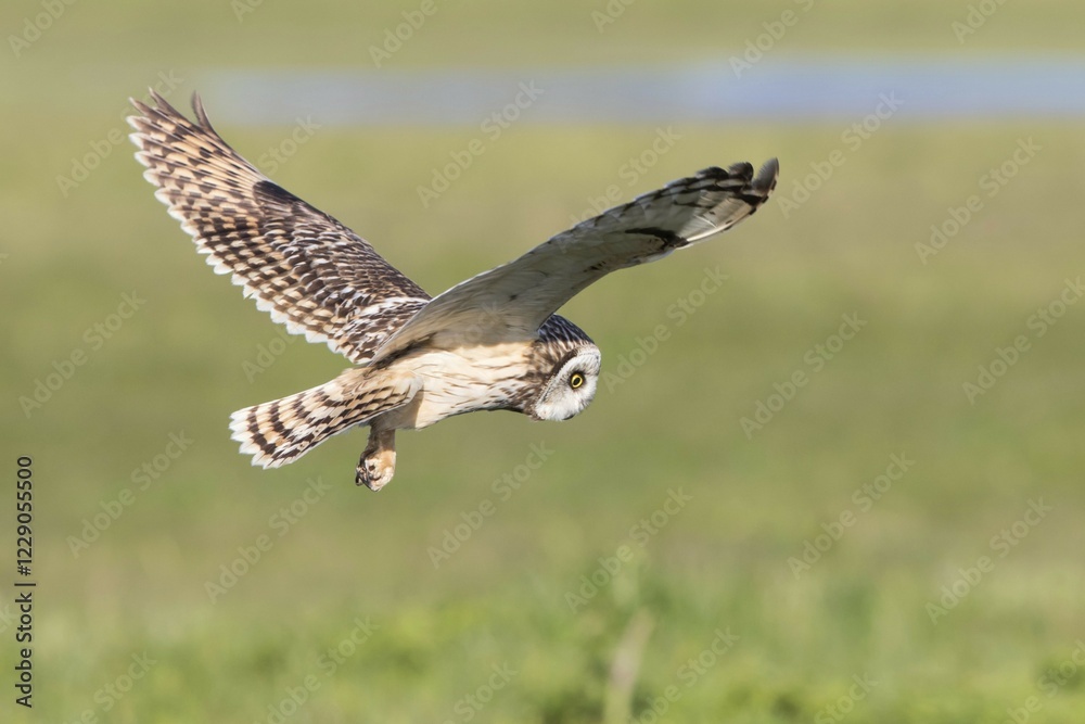 Short-eared Owl (Asio flammeus) during hunting flight, Texel, province of North Holland, The Netherlands, Europe Short-eared Owl (Asio flammeus) during hunting flight, Texel, province of North Holland, The Netherlands, Europe