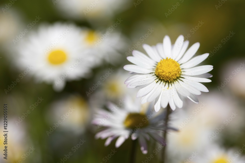 Daisies (Bellis perennis) North Rhine-Westphalia, Germany, Europe Daisies (Bellis perennis) North Rhine-Westphalia, Germany, Europe