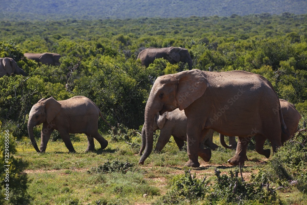 African bush elephants (Loxodonta africana), herd of juveniles, Addo Elephant National Park, Eastern Cape, South Africa, Africa African bush elephants (Loxodonta africana), herd of juveniles, Addo Elephant National Park, Eastern Cape, South Africa, Africa