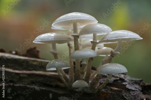 Porcelain fungus (Oudemansiella mucida), on deadwood, Emsland, Lower Saxony, Germany, Europe photo