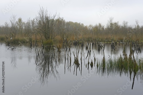 Wetland rehydration with dead Birch trees (Betula pubescens), Bargerveen, Drenthe Province, The Netherlands, Europe