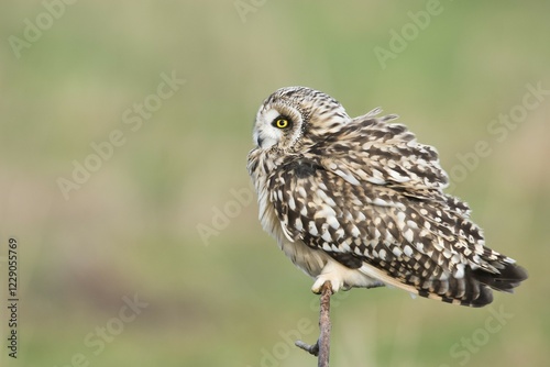 Short-eared Owl (Asio flammeus), Lower Saxony, Germany, Europe photo