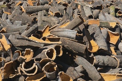 Peeled cork oak bark (Quercus suber), Faro District, Portugal, Europe photo