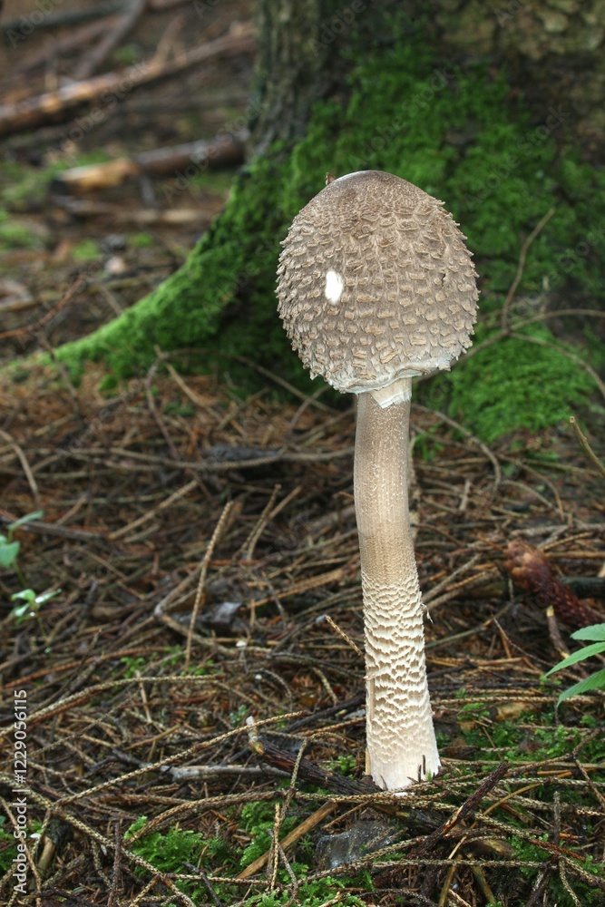 Closed Parasol Mushroom (Macrolepiota procera), Allgaeu, Bavaria, Germany, Europe Closed Parasol Mushroom (Macrolepiota procera), Allgaeu, Bavaria, Germany, Europe