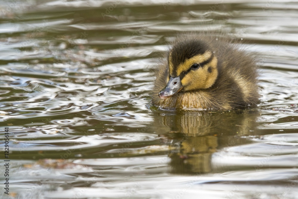 Mallard (Anas platyrhynchos), chick in water, Emsland, Lower Saxony, Germany, Europe Mallard (Anas platyrhynchos), chick in water, Emsland, Lower Saxony, Germany, Europe