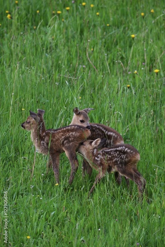 European Roe Deer (Capreolus capreolus), fawn triplets, Allgaeu, Bavaria, Germany, Europe