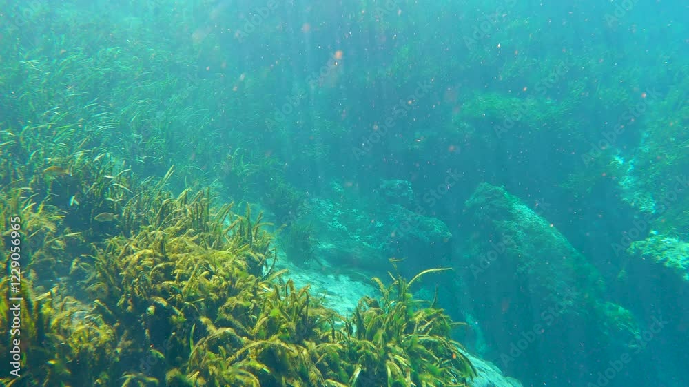 Tropical underwater cave of Florida springs. Underwater exotic nature with green grass vegetation. Fresh water wildlife Tropical underwater cave of Florida springs. Underwater exotic nature with green grass vegetation. Fresh water wildlife