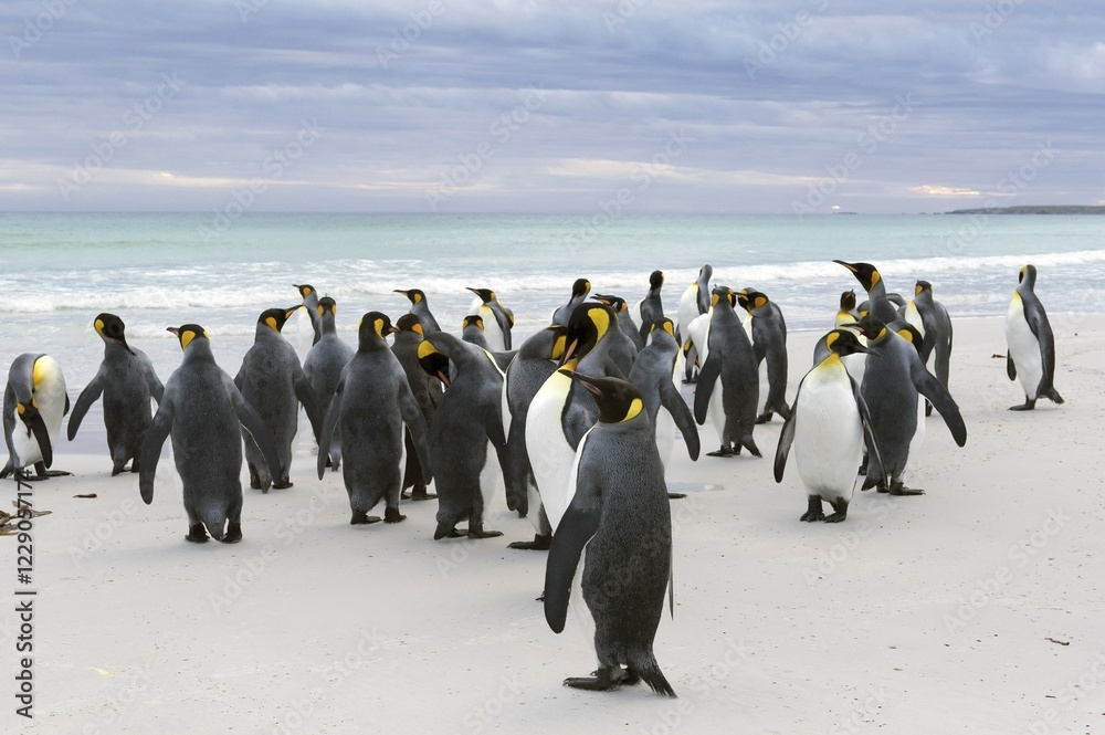 Obraz premium King Penguins (Aptenodytes patagonicus), Volunteer Point, East Falkland Islands, Falkland Islands, South America