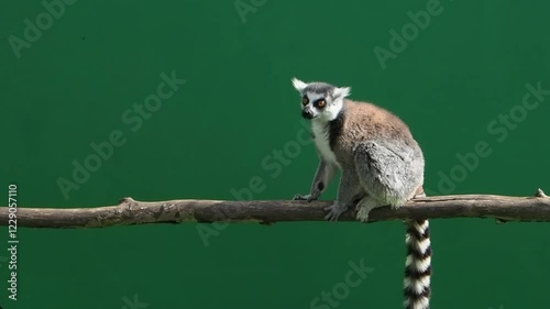 lemur look in different directions in a green screen