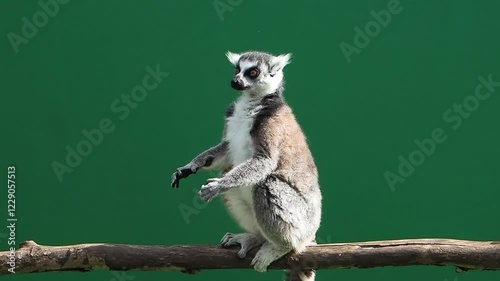lemur rises on hind legs on green screen slow motion