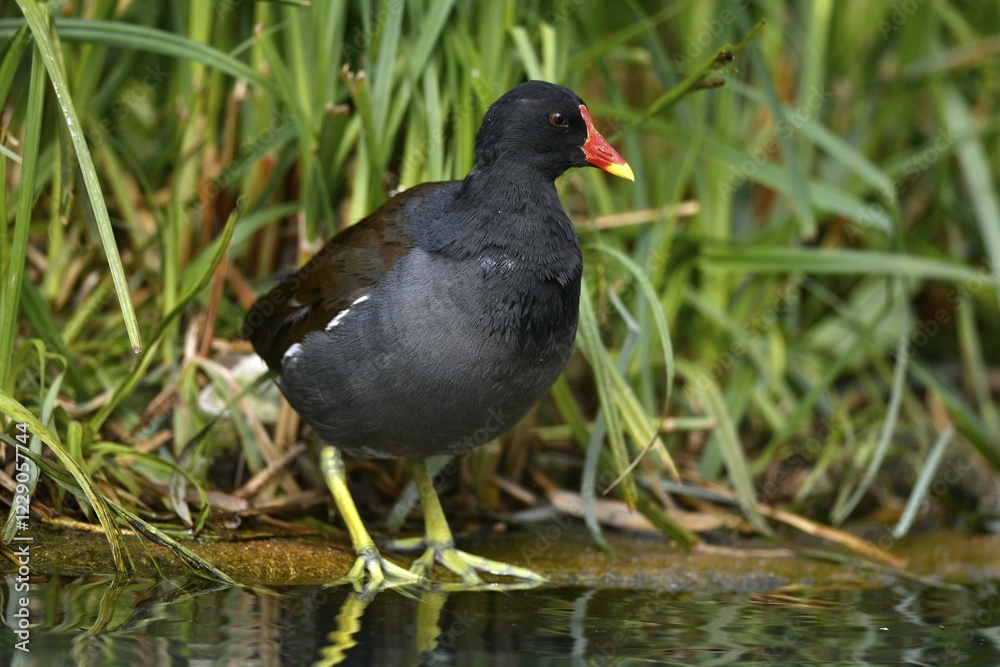 Common moorhen (Gallinula chloropus), in the reed on the shore, Germany, Europe Common moorhen (Gallinula chloropus), in the reed on the shore, Germany, Europe