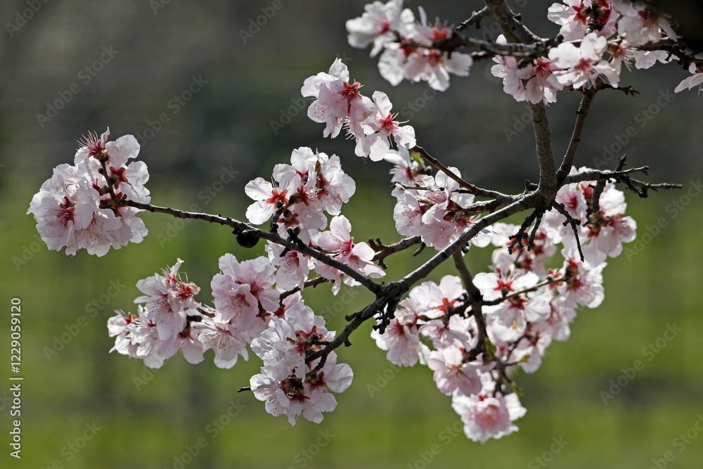 Almond blossom, flowering Almond trees (Prunus dulcis), Southern Wine Route, Rhineland-Palatinate, Germany, Europe Almond blossom, flowering Almond trees (Prunus dulcis), Southern Wine Route, Rhineland-Palatinate, Germany, Europe