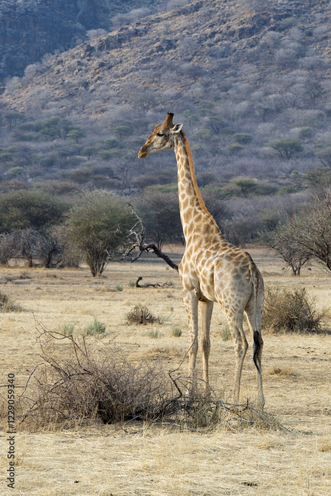 Obraz premium Giraffe (Giraffa camelopardalis), in the grasslands, Okapuka Ranch, Windhoek district, Windhoek, Namibia, Africa